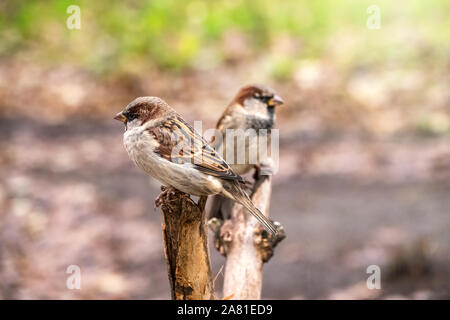 Zwei Spatzen sitzen auf einem Ast mit einem verschwommenen Hintergrund. Paar Spatzen sitzen auf kahlen Ästen. Die engere Vogel im Fokus, die anderen b Stockfoto