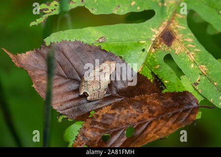 Feder Peeper Frosch auf Blatt im Sommer Stockfoto
