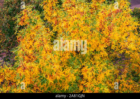 Herbst Baumkrone. Ändern Sie die Farbe der Blätter im frühen Herbst. Zweige mit Blättern im Herbst Baum in verschiedenen Farben bemalt. Stockfoto