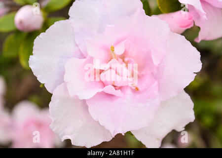 Pretty Pink Flower Soft Close Up Stockfoto