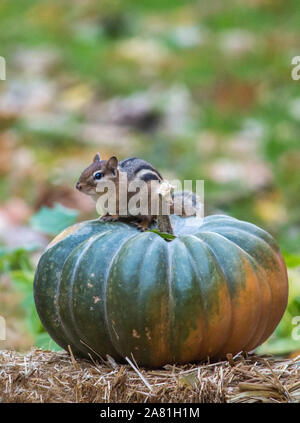 Ein nettes, kleines Eichhörnchen sitzt auf einem grün und orange Kürbis. Zimmer für Kopie Stockfoto