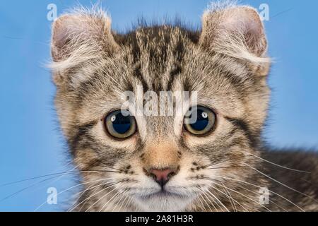 Breedcat American Curl (Felis silvestris catus), Tier, Hochformat, schwarz gestromt, Kätzchen, 10 Wochen, blauer Hintergrund, Österreich Stockfoto