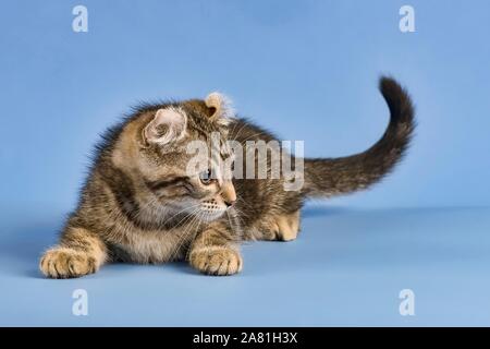 Breedcat American Curl (Felis silvestris catus), liegend, schwarz gestromt, Junge, 10 Wochen, blauer Hintergrund, Österreich Stockfoto