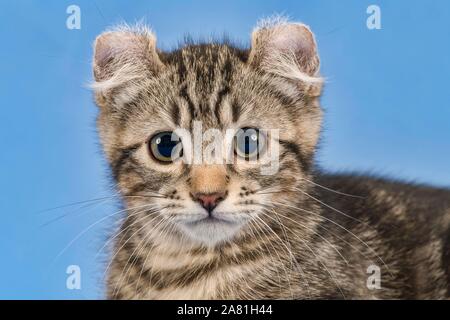 Breedcat American Curl (Felis silvestris catus), Tier, Hochformat, schwarz gestromt, Kätzchen, 10 Wochen, blauer Hintergrund, Österreich Stockfoto