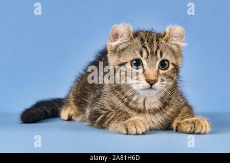 Breedcat American Curl (Felis silvestris catus), liegend, schwarz gestromt, Junge, 10 Wochen, blauer Hintergrund, Österreich Stockfoto