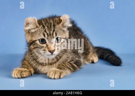 Breedcat American Curl (Felis silvestris catus), liegend, schwarz gestromt, Junge, 10 Wochen, blauer Hintergrund, Österreich Stockfoto