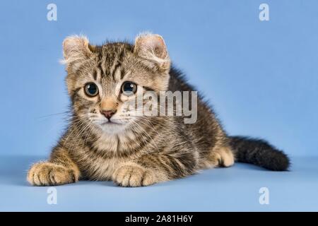 Breedcat American Curl (Felis silvestris catus), liegend, schwarz gestromt, Junge, 10 Wochen, blauer Hintergrund, Österreich Stockfoto