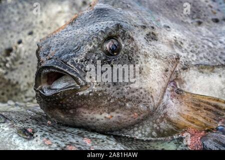 Frisch gefangenen Fisch, Lumpsucker (Cyclopterus lumpus), der Hafen von Keflavik, Snaefellsnes Halbinsel Snaefellsnes, Island Stockfoto