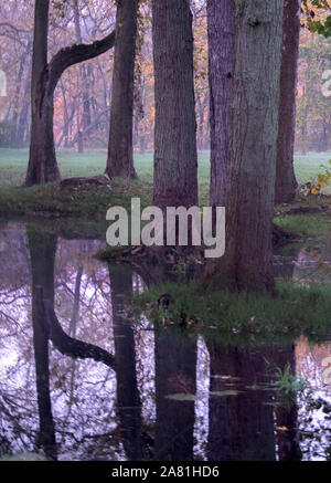 Eine schöne Michigan USA fallen Holz im frühen Morgenlicht, hat einige Überschwemmungen nach einer stürmischen Woche Stockfoto