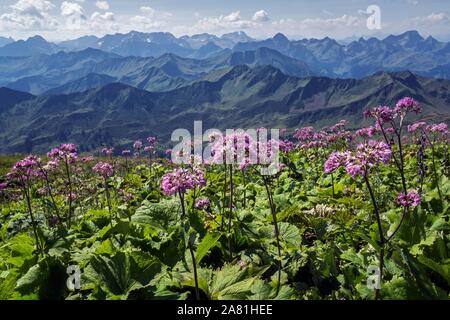 Adenostyles alliariae (Adenostyles alliariae) auf dem Gipfel des Berges Hoher Ifen, hinter Bergen der Allgäuer Alpen, in der Nähe von Hirschegg. Stockfoto