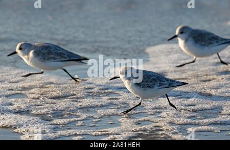 Sanderlings (Calidris alba) läuft mit dem Spülkopf naht der Nordsee, Panning, Nationalpark Schleswig-Holsteinisches Wattenmeer, Nordsee Küste Stockfoto