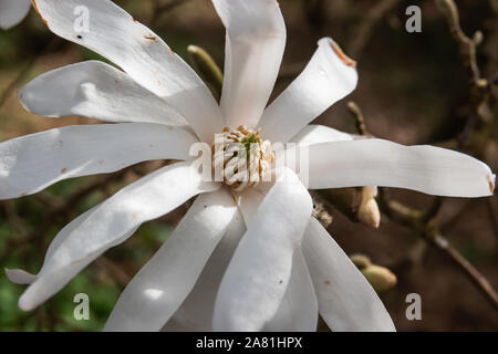 Star Magnolienblüte in der Blüte im Winter Stockfoto