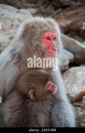 Japanischen Makaken (Macaca fuscata), Mutter Knuddel mit jungen Tier, Yamanochi, Präfektur Nagano, Insel Honshu, Japan Stockfoto