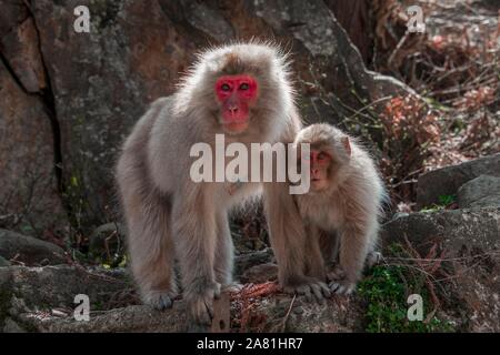 Japanischen Makaken (Macaca fuscata), Mutter mit Jungtier an Felsen neugierig suchen, Yamanochi, Präfektur Nagano, Insel Honshu, Japan Stockfoto