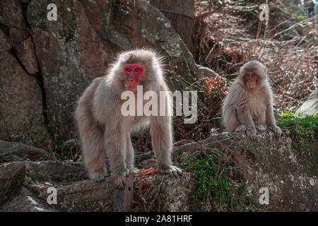 Japanischen Makaken (Macaca fuscata), Mutter mit Jungtier an Felsen neugierig suchen, Yamanochi, Präfektur Nagano, Insel Honshu, Japan Stockfoto