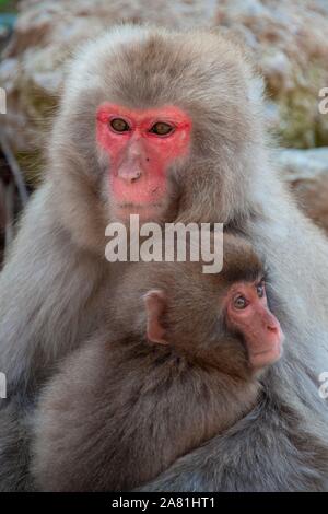 Japanischen Makaken (Macaca fuscata), Mutter Knuddel mit jungen Tier, Yamanochi, Präfektur Nagano, Insel Honshu, Japan Stockfoto