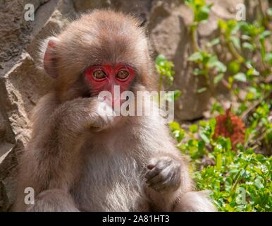 Japanischen Makaken (Macaca fuscata), junge Tier, Yamanouchi, Präfektur Nagano, Insel Honshu, Japan Stockfoto