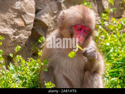 Japanischen Makaken (Macaca fuscata), junge Tiere essen, Yamanouchi, Präfektur Nagano, Insel Honshu, Japan Stockfoto