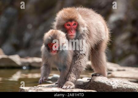 Zwei japanischen Makaken (Macaca fuscata), Mutter und Jungtier auf dem Wasser, Yamanouchi, Präfektur Nagano, Insel Honshu, Japan Stockfoto