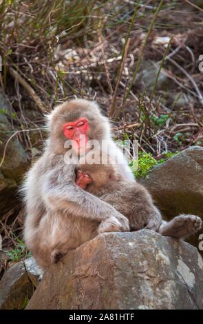 Japanischen Makaken (Macaca fuscata), Mutter Knuddel mit jungen Tier, Schlafen, sitzt auf einem Felsen, Yamanochi, Präfektur Nagano, Insel Honshu, Japan Stockfoto