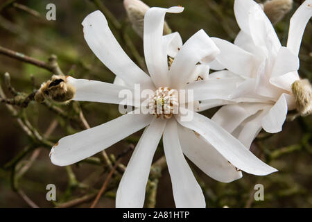 Star Magnolienblüte in der Blüte im Winter Stockfoto