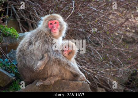 Japanischen Makaken (Macaca fuscata), Mutter mit Jungtier auf einem Stein saß, Yamanochi, Präfektur Nagano, Insel Honshu, Japan Stockfoto