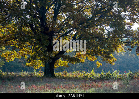 Eine schöne mächtige Eiche Baum in einer ländlichen Bereich leuchtet am späten Nachmittag Sonne auf einen Herbst Tag Stockfoto