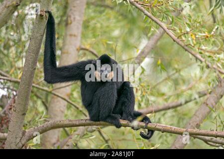 Gelb ist Gibbon (Nomascus gabriellae) sitzt auf Zweig, Captive, Frankreich Stockfoto