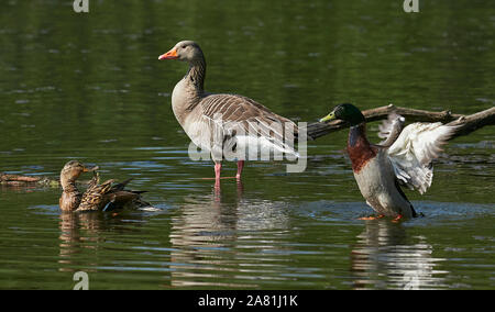 Eine wilde Graugans (Anser anser) stehen in einem See zusammen mit einer weiblichen und männlichen Stockente (Anas Platyrhynchos), England, Großbritannien Stockfoto