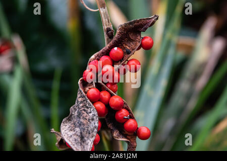 Stinking Iris Samen im Herbst Stockfoto