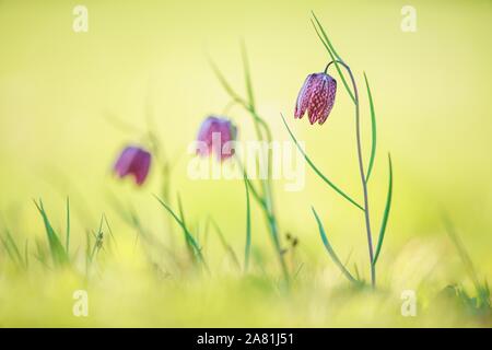 Die Blütezeit der Schlange den Kopf Fritillary (Fritillaria meleagris) im Frühjahr, Hessen, Deutschland Stockfoto