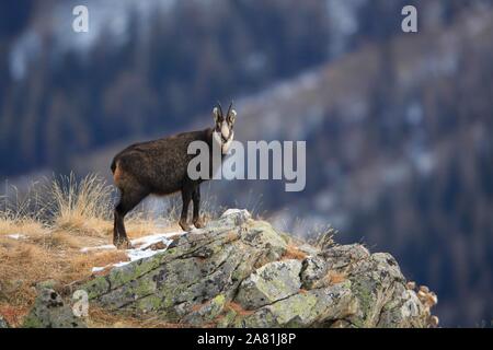 Buck Gemsen (Rupicapra rupicapra) stehen auf Rock, Nationalpark Gran Paradiso, Italien Stockfoto