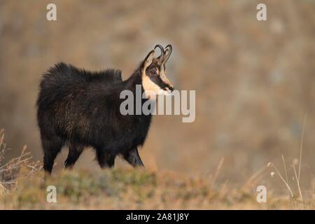 Buck Gemsen (Rupicapra rupicapra), Nationalpark Gran Paradiso, Italien Stockfoto