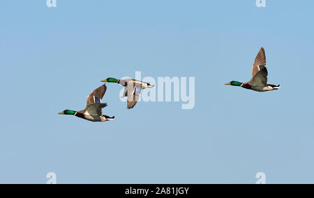 Drei wilde männliche Stockenten (Anas Platyrhynchos) gemeinsam im Formationsflug mit jeder ihrer Flügel in verschiedenen Positionen des Fluges, England, Großbritannien Stockfoto