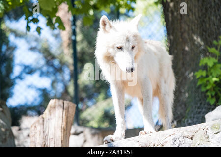 White Wolf, schönes und starkes Tier, mit traurigen braunen Augen. High-key-Foto. Stockfoto