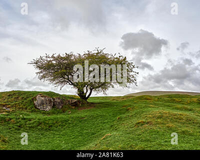 Ein Blick auf die einsamen Baum in der Landschaft des Peak District durch große Steine in der Nähe der Stadt von Buxton in Derbyshire, England, UK umgeben Stockfoto