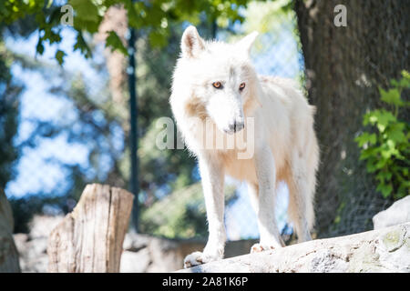 White Wolf, schönes und starkes Tier, mit traurigen braunen Augen. High-key-Foto. Stockfoto