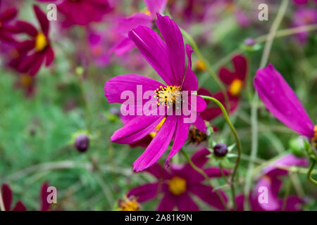Schwefel Cosmos Blumen in voller Blüte Stockfoto