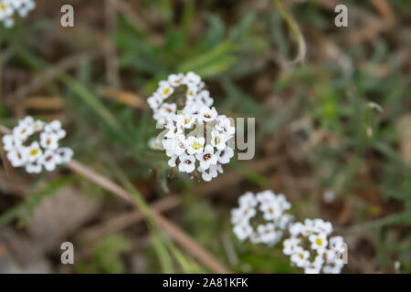 Süße Alyssum Blumen in voller Blüte im Winter Stockfoto