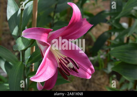 Lys Robina Stockfoto