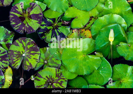 Lily Pads - Versailles Gardens, Paradise Island, Bahamas Stockfoto