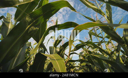 Blätter von Mais wachsen in das Feld ein. Stockfoto