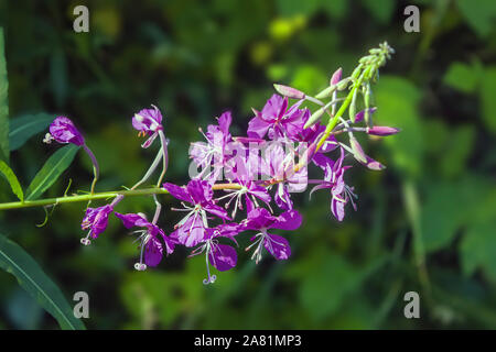 Rosa Blüten von Fireweed in voller Blüte Nahaufnahme im Sommer. Lateinischer Name Chamaenerion. Stockfoto