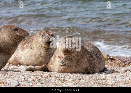 Gemeinsame oder Hafen Dichtung (Phocina vitulina) von einem Moray Firth Kolonie am Strand von Portgordon, Buckie, Moray, Schottland, Großbritannien. Stockfoto