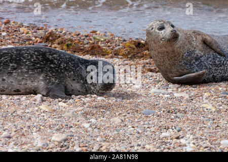 Gemeinsame oder Hafen Dichtung (Phocina vitulina) von einem Moray Firth Kolonie am Strand von Portgordon, Buckie, Moray, Schottland, Großbritannien. Stockfoto