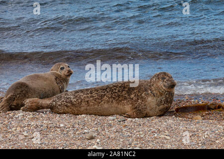 Gemeinsame oder Hafen Dichtung (Phocina vitulina) von einem Moray Firth Kolonie am Strand von Portgordon, Buckie, Moray, Schottland, Großbritannien. Stockfoto