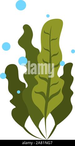 Algen, Illustration, Vektor auf weißem Hintergrund. Stock Vektor
