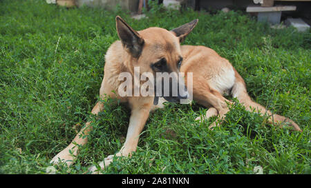 Deutscher Schäferhund liegt auf dem Gras. Stockfoto