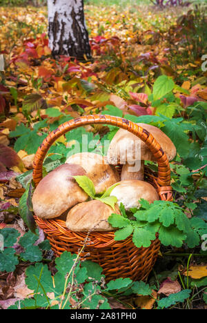 Korb der Große wild Penny Bun Pilze, auch als Porchini oder Boletus edulis bekannt. Unfocused Herbst Wald Hintergrund mit Baum und gefallenen Bunte l Stockfoto