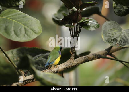 Bunte Australier Finch oder Gould amadine Stockfoto